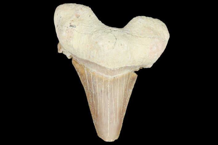 Fossil Shark Tooth (Otodus) - Morocco #103210